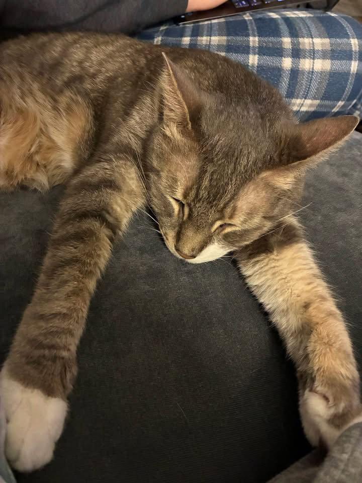 Enlarge Tramp, a Adopted Domestic Short Hair in Penndel, PA image 2/3