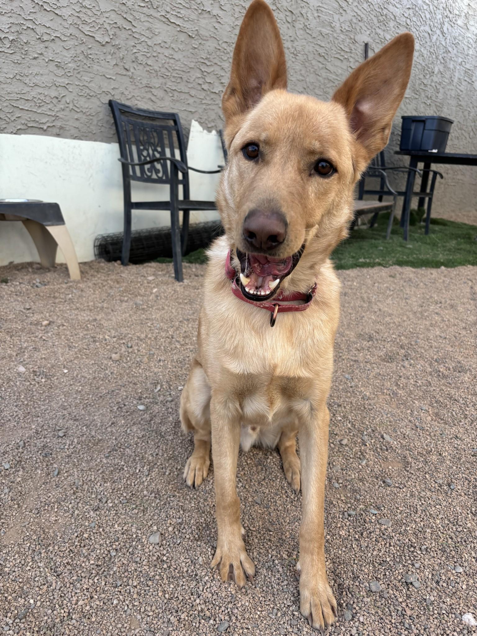 Enlarge Crusoe., a Adoptable German Shepherd Dog in Glendale, AZ image 6/6