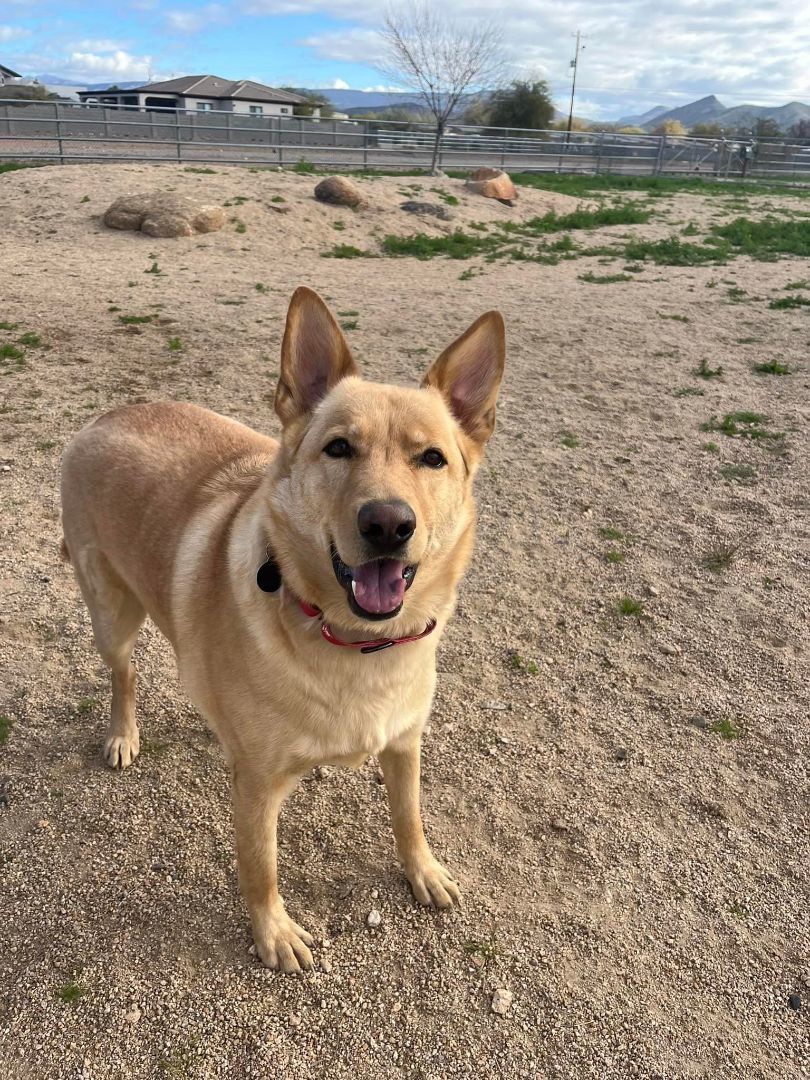 Enlarge Crusoe., a Adoptable German Shepherd Dog in Glendale, AZ image 2/6