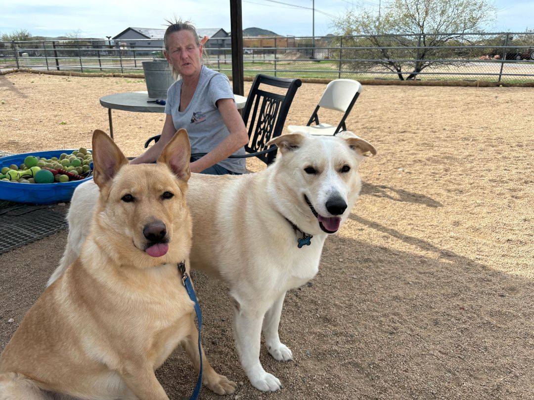 Enlarge Crusoe., a Adoptable German Shepherd Dog in Glendale, AZ image 3/6