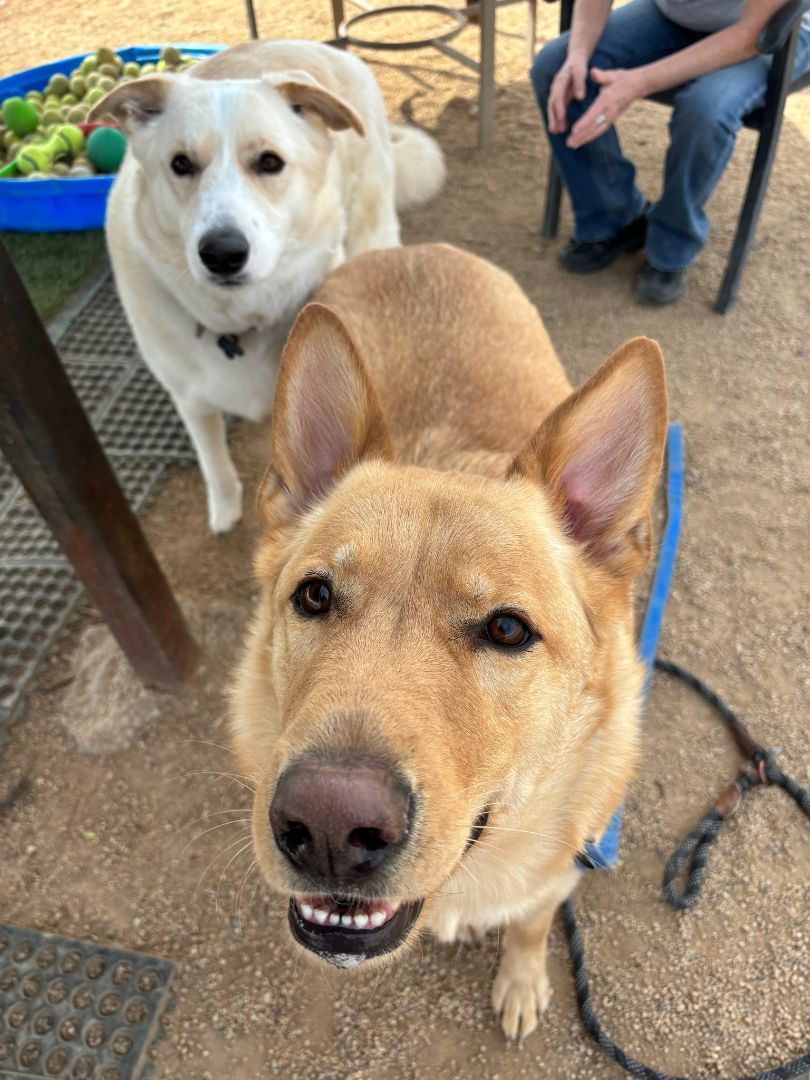 Enlarge Crusoe., a Adoptable German Shepherd Dog in Glendale, AZ image 5/6