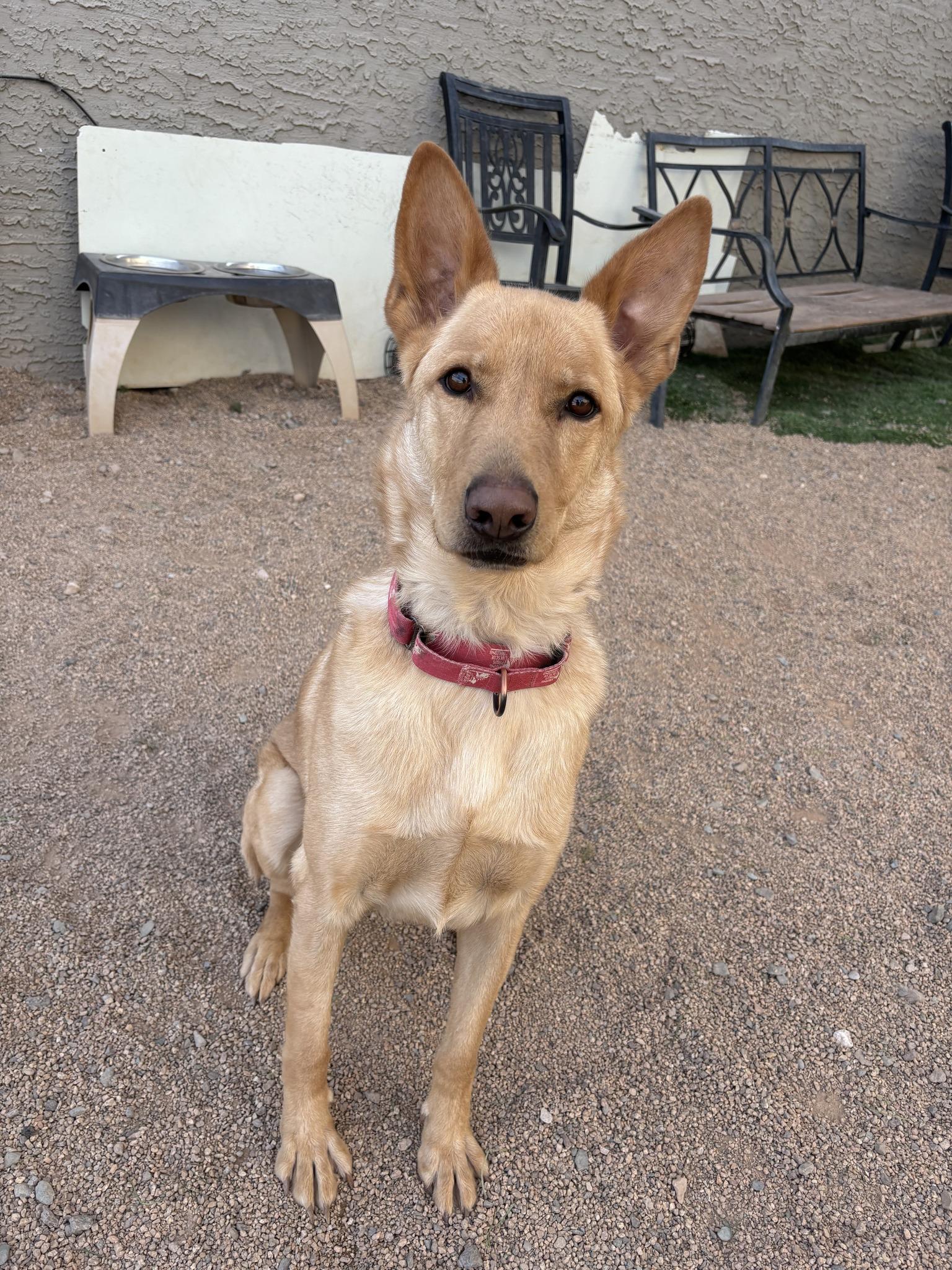 Enlarge Crusoe., a Adoptable German Shepherd Dog in Glendale, AZ image 1/6
