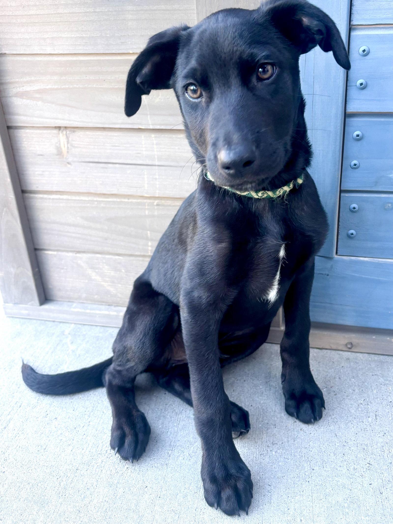 Enlarge Wunder, a Adopted Labrador Retriever in Salt Lake City, UT image 1/3