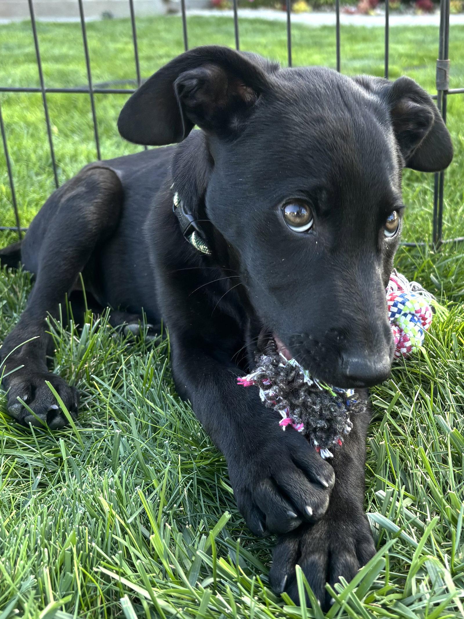 Enlarge Wunder, a Adopted Labrador Retriever in Salt Lake City, UT image 2/3