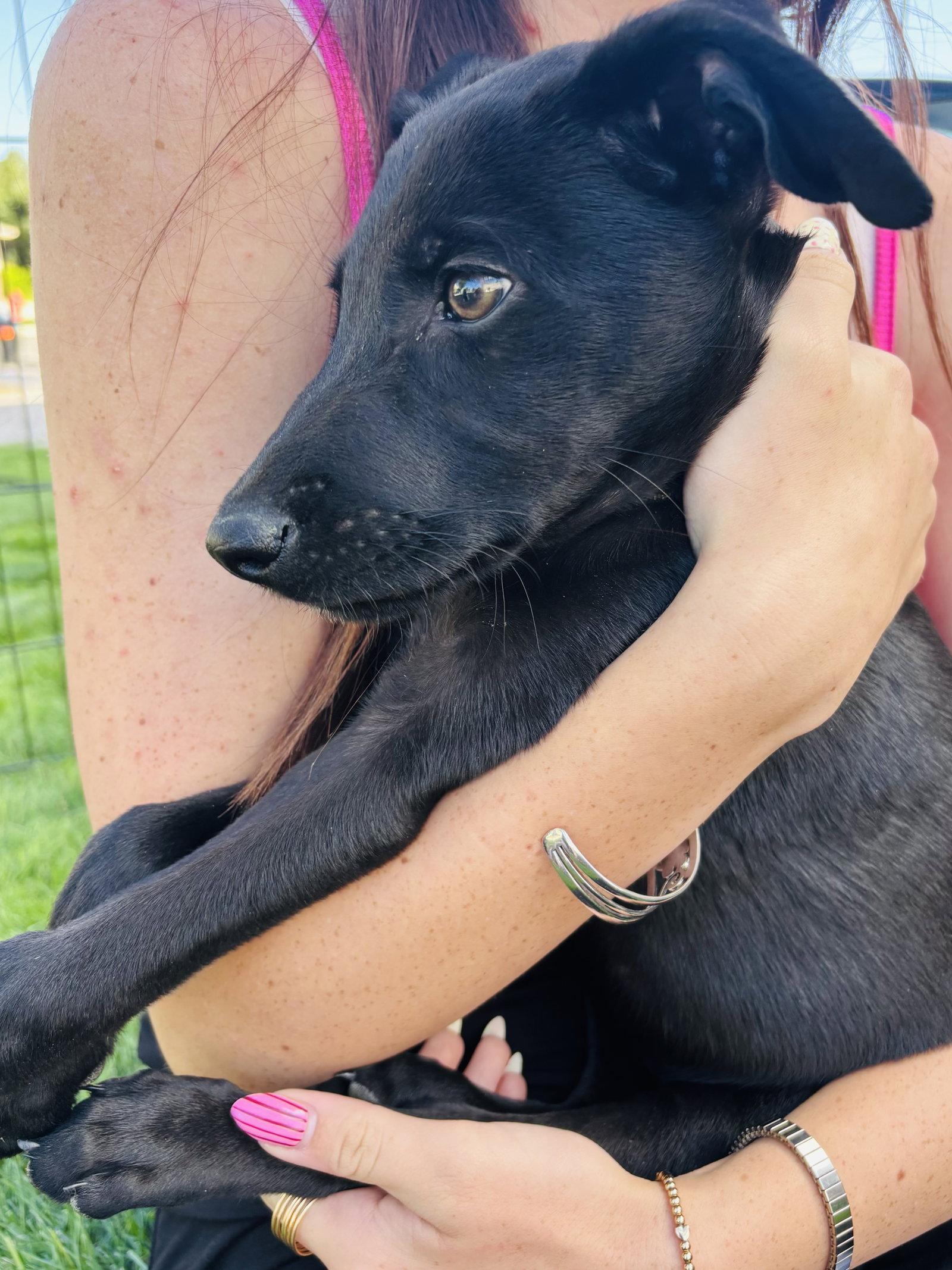 Enlarge Wunder, a Adopted Labrador Retriever in Salt Lake City, UT image 3/3