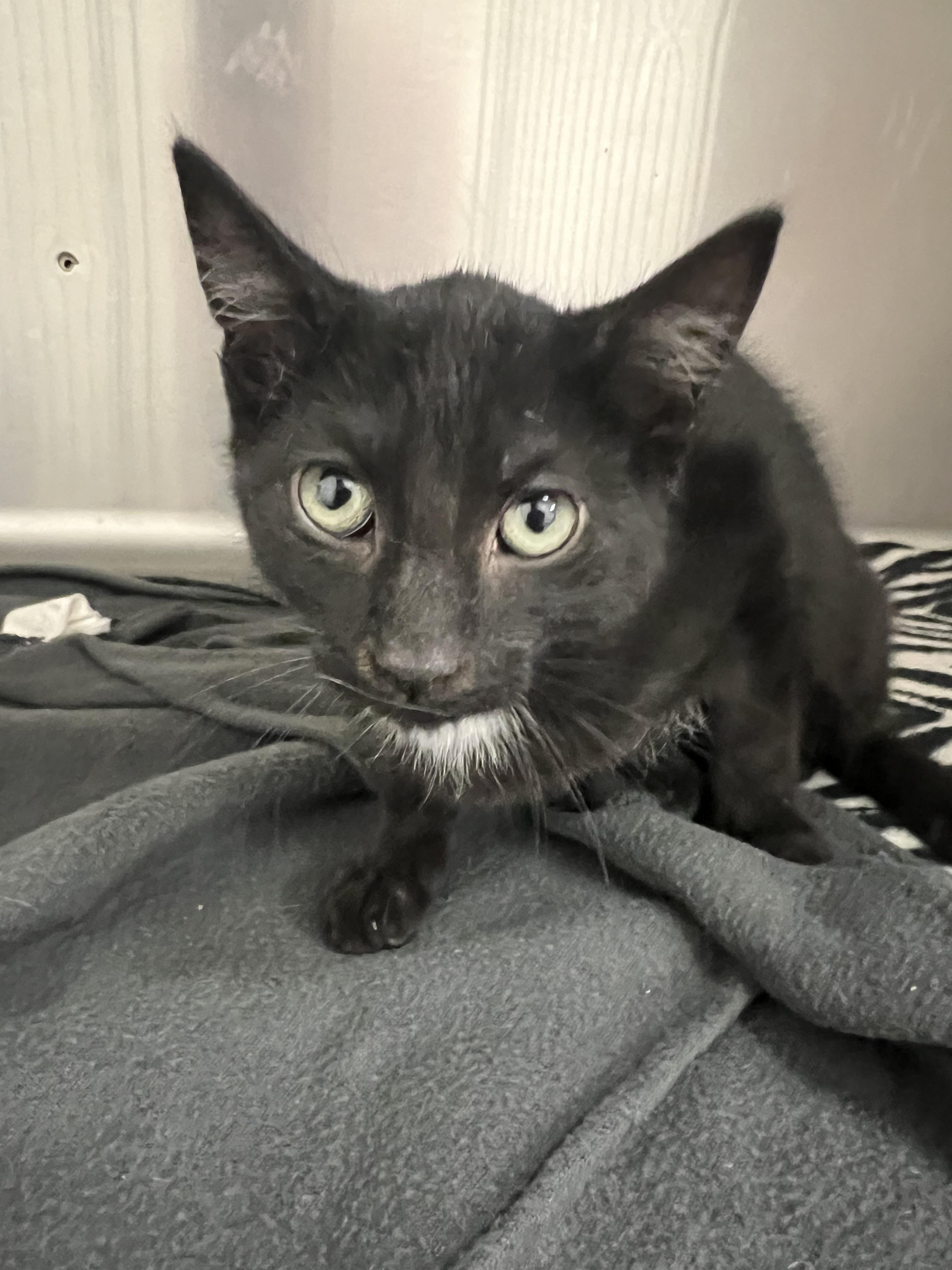 Enlarge Junior, a Adoptable mixed breed in Chico, CA image 1/1