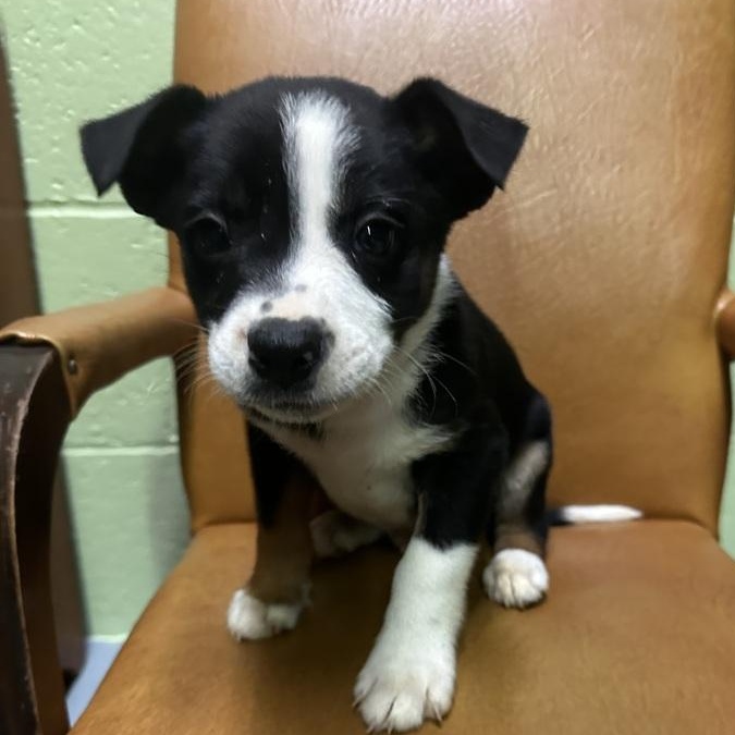 Buzzer, Adoptable, Puppy Male Terrier & Mixed Breed.