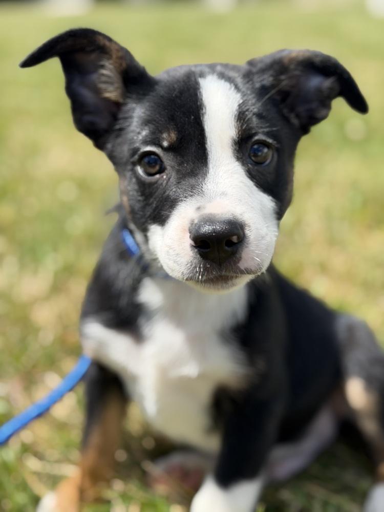 Buzzer, Adoptable, Puppy Male Terrier & Mixed Breed.