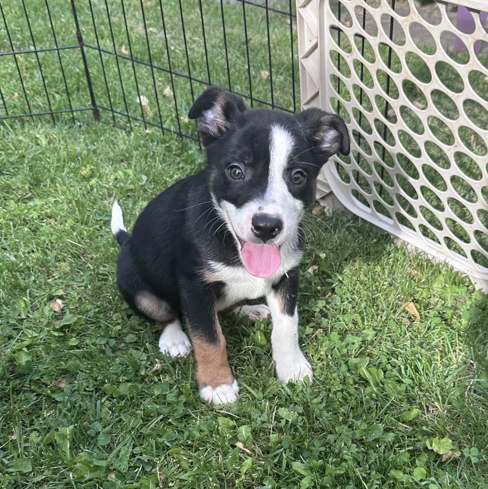 Buzzer, Adoptable, Puppy Male Terrier & Mixed Breed.