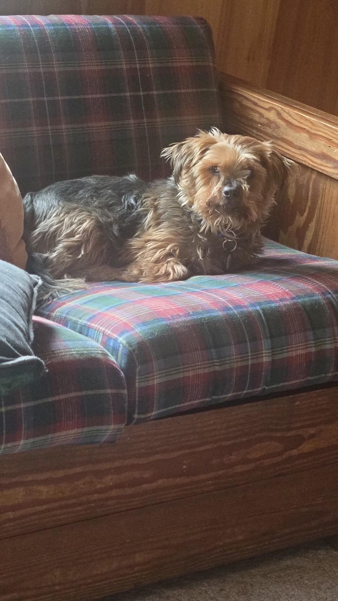 Enlarge Shaggy, an adopted Yorkshire Terrier in Pueblo, CO image 2/6