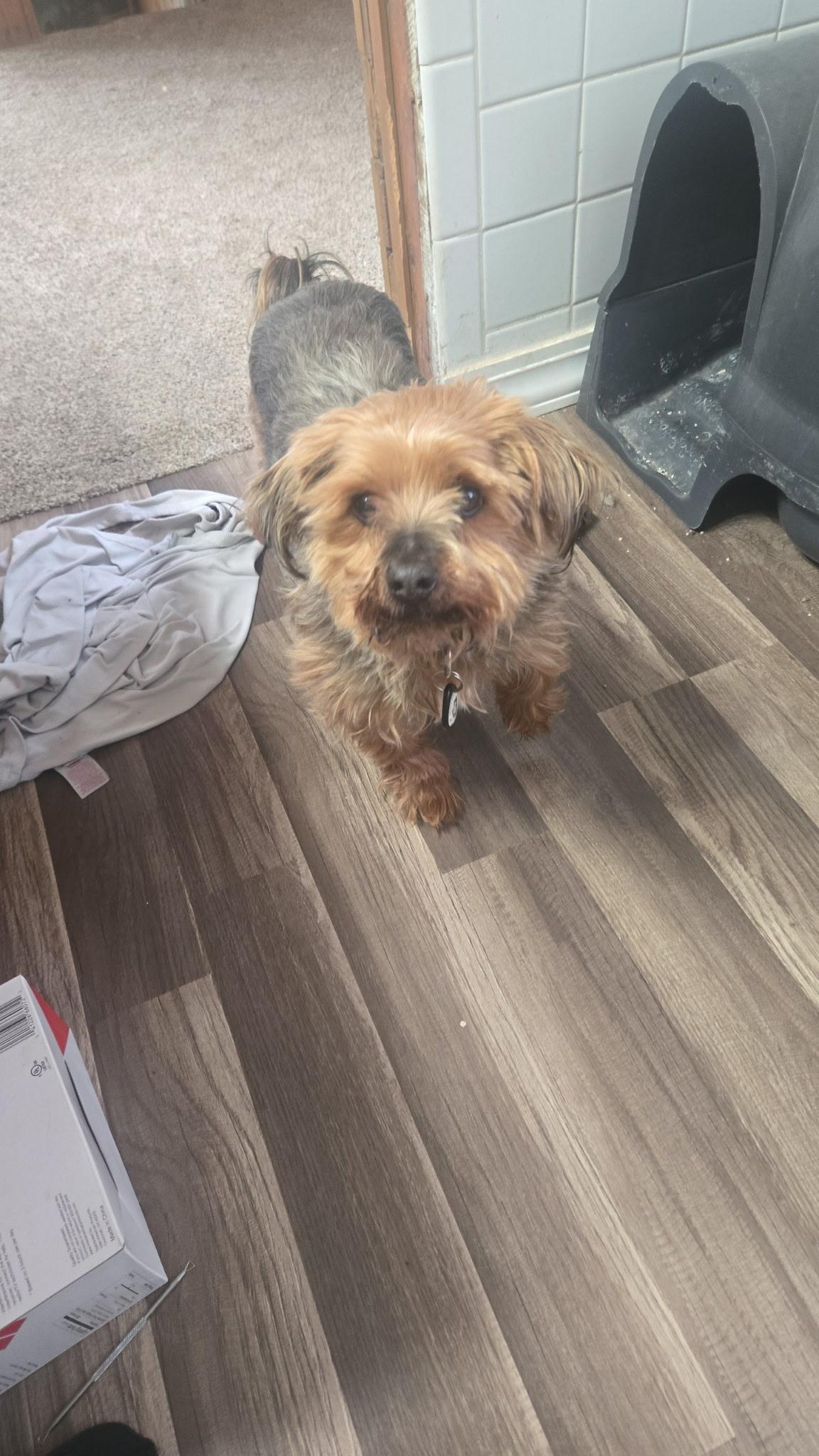 Enlarge Shaggy, an adopted Yorkshire Terrier in Pueblo, CO image 3/6