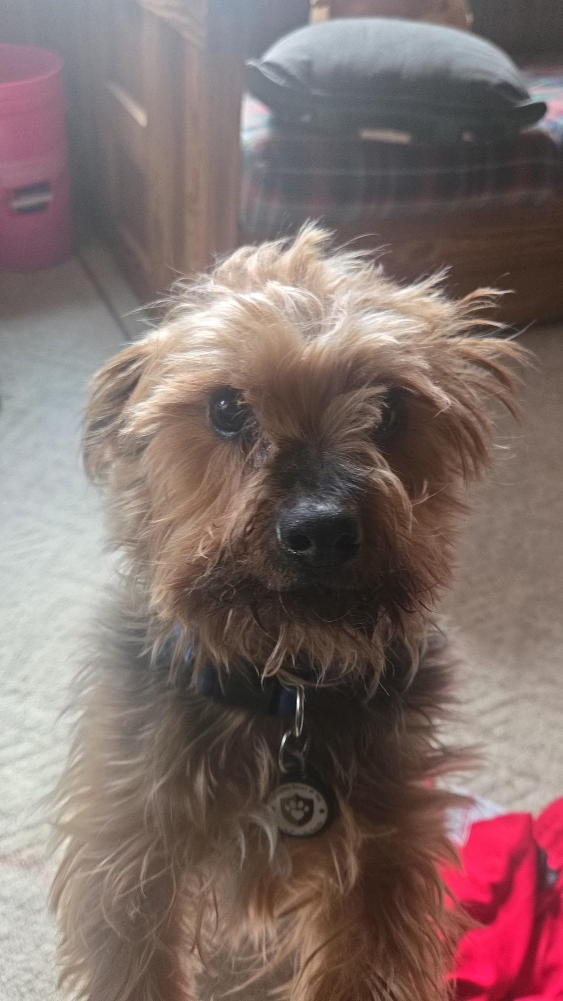 Enlarge Shaggy, an adopted Yorkshire Terrier in Pueblo, CO image 1/6