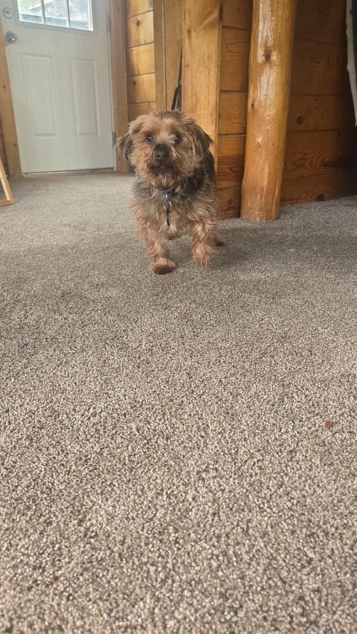 Enlarge Shaggy, an adopted Yorkshire Terrier in Pueblo, CO image 4/6