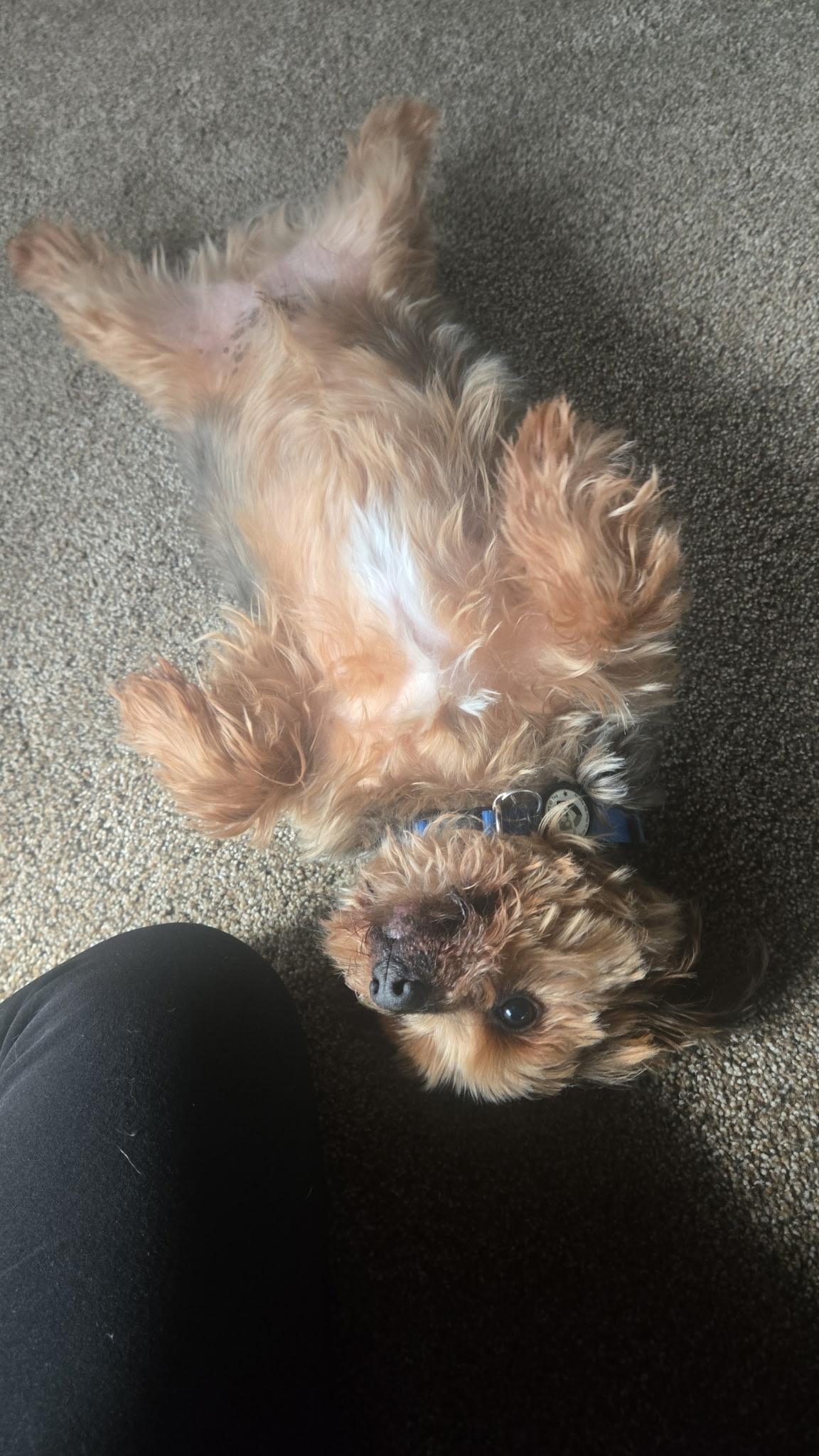 Enlarge Shaggy, an adopted Yorkshire Terrier in Pueblo, CO image 5/6