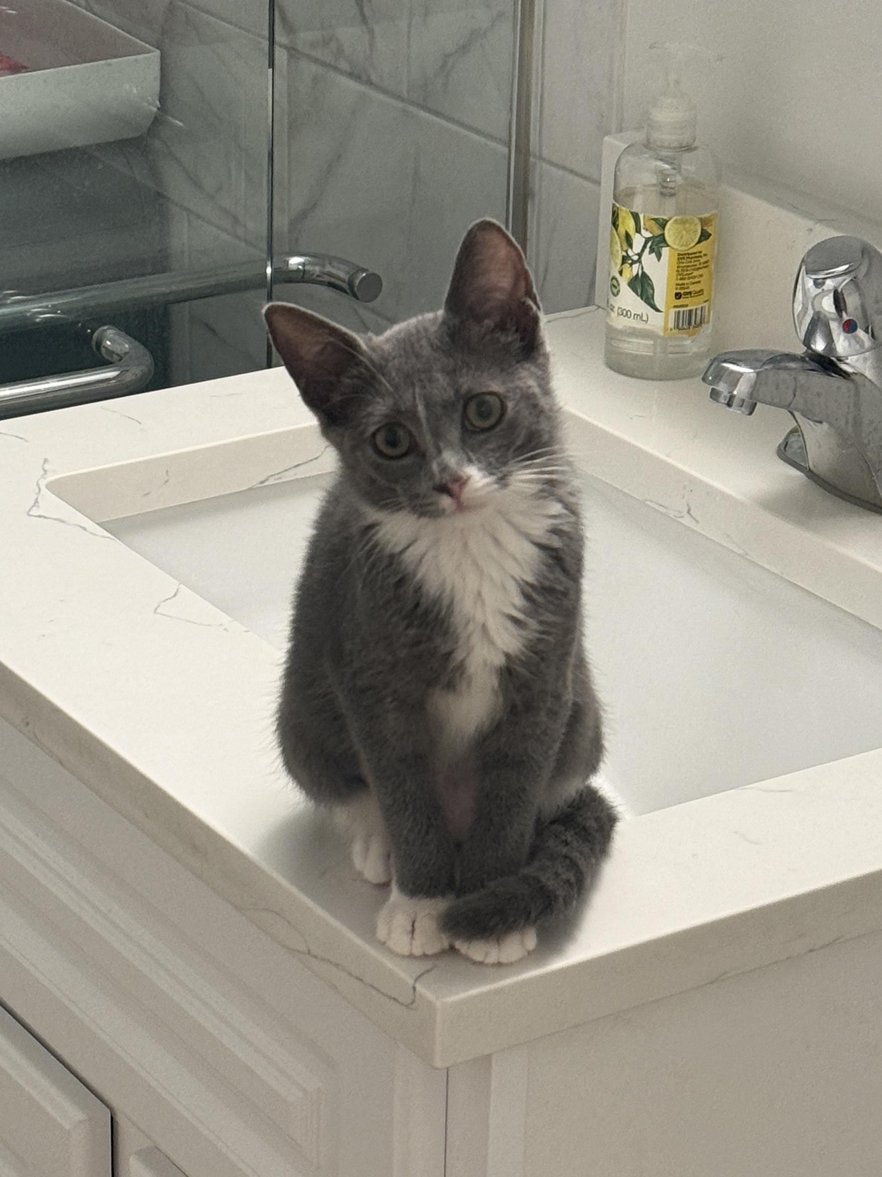 Enlarge Willow, a Adoptable Domestic Short Hair in New York, NY image 3/4