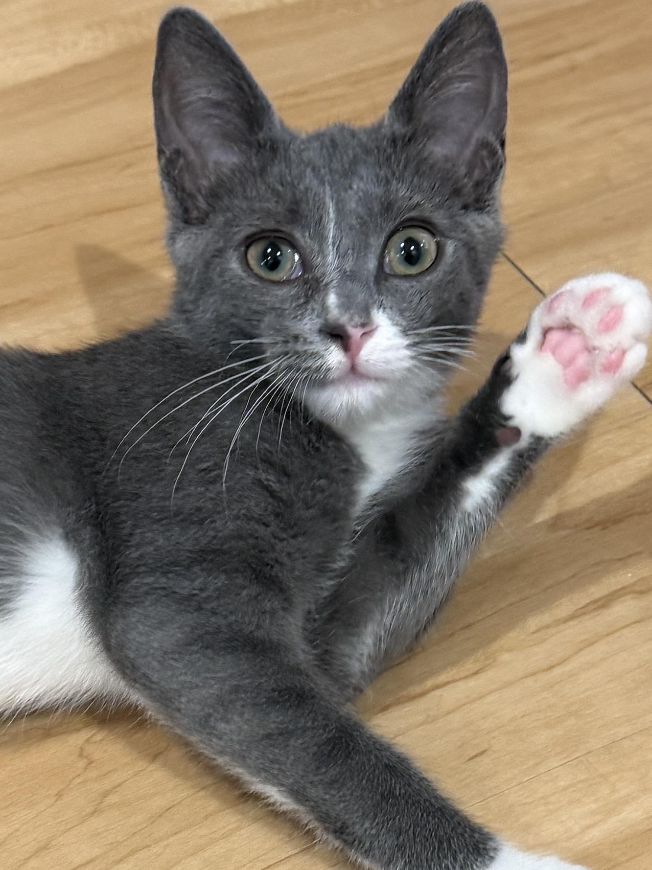Enlarge Willow, a Adoptable Domestic Short Hair in New York, NY image 4/4