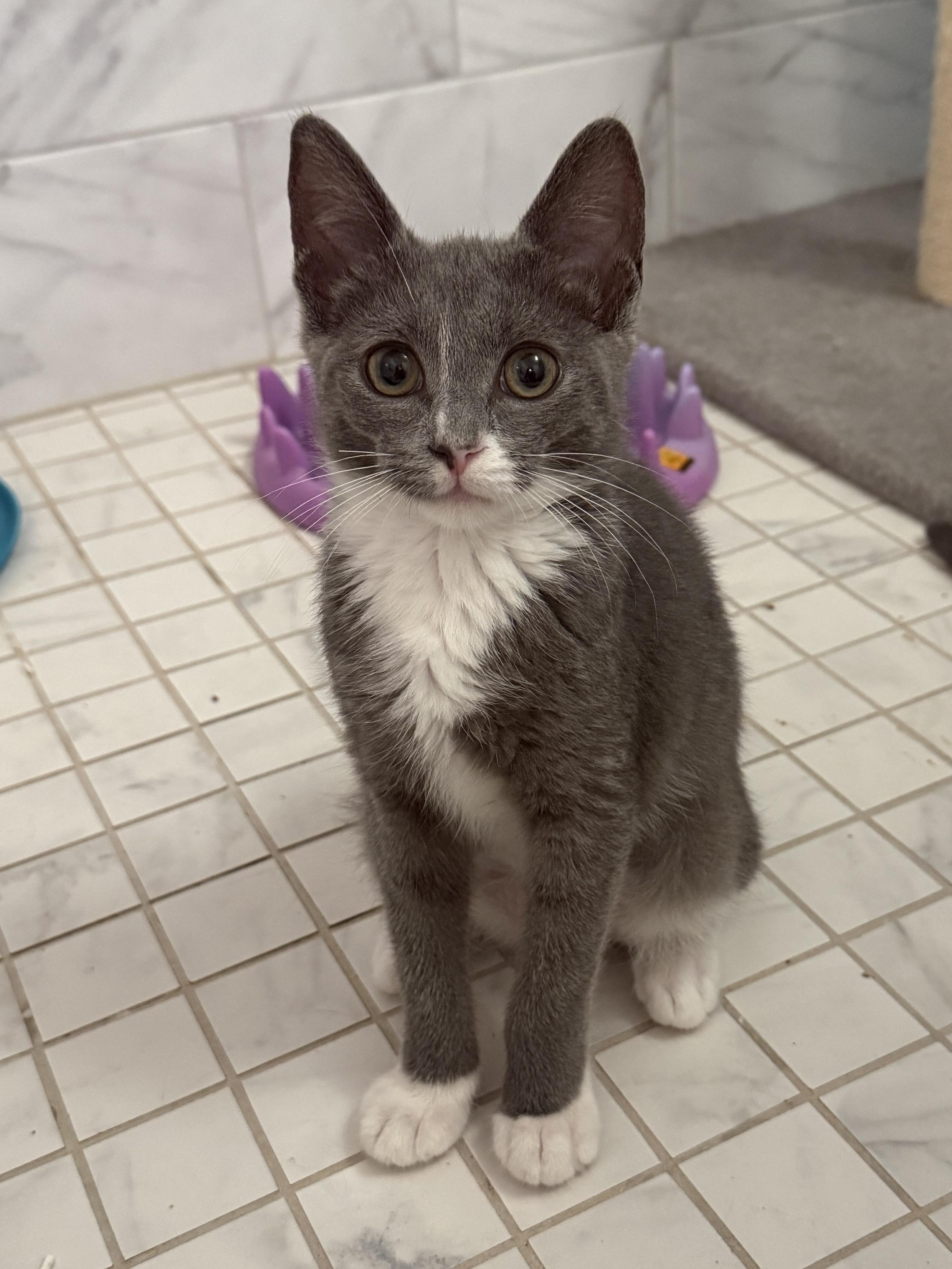 Enlarge Willow, a Adoptable Domestic Short Hair in New York, NY image 2/4