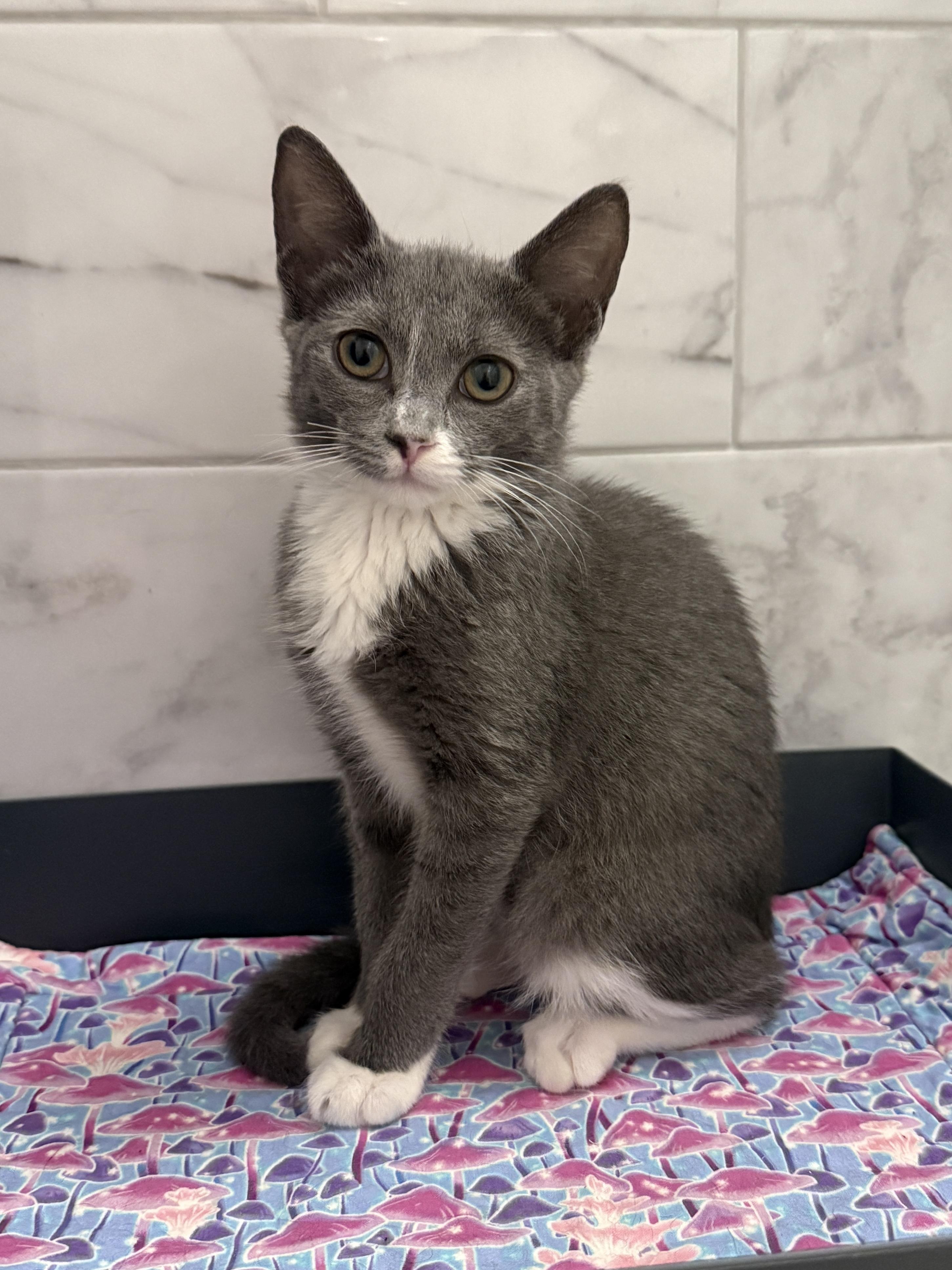 Willow, Adoptable, Kitten Female Domestic Short Hair.