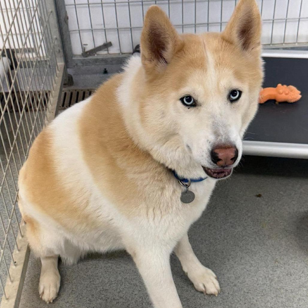 Marlon, Adoptable, Adult Male Siberian Husky.