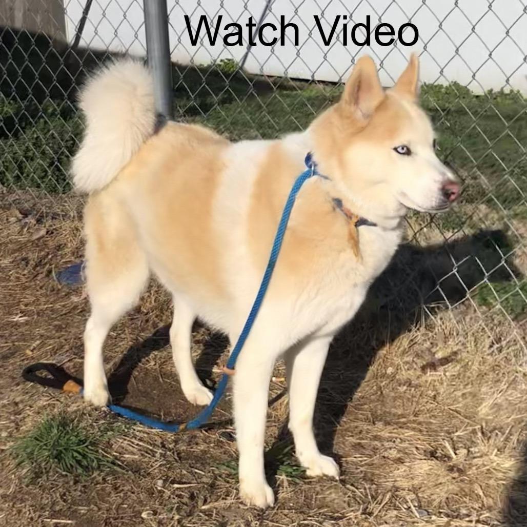Marlon, a Adoptable Siberian Husky in Kingman, KS image 2/3