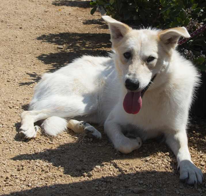 Jubal, Adoptable, Adult Female Australian Shepherd & Australian Cattle Dog / Blue Heeler.