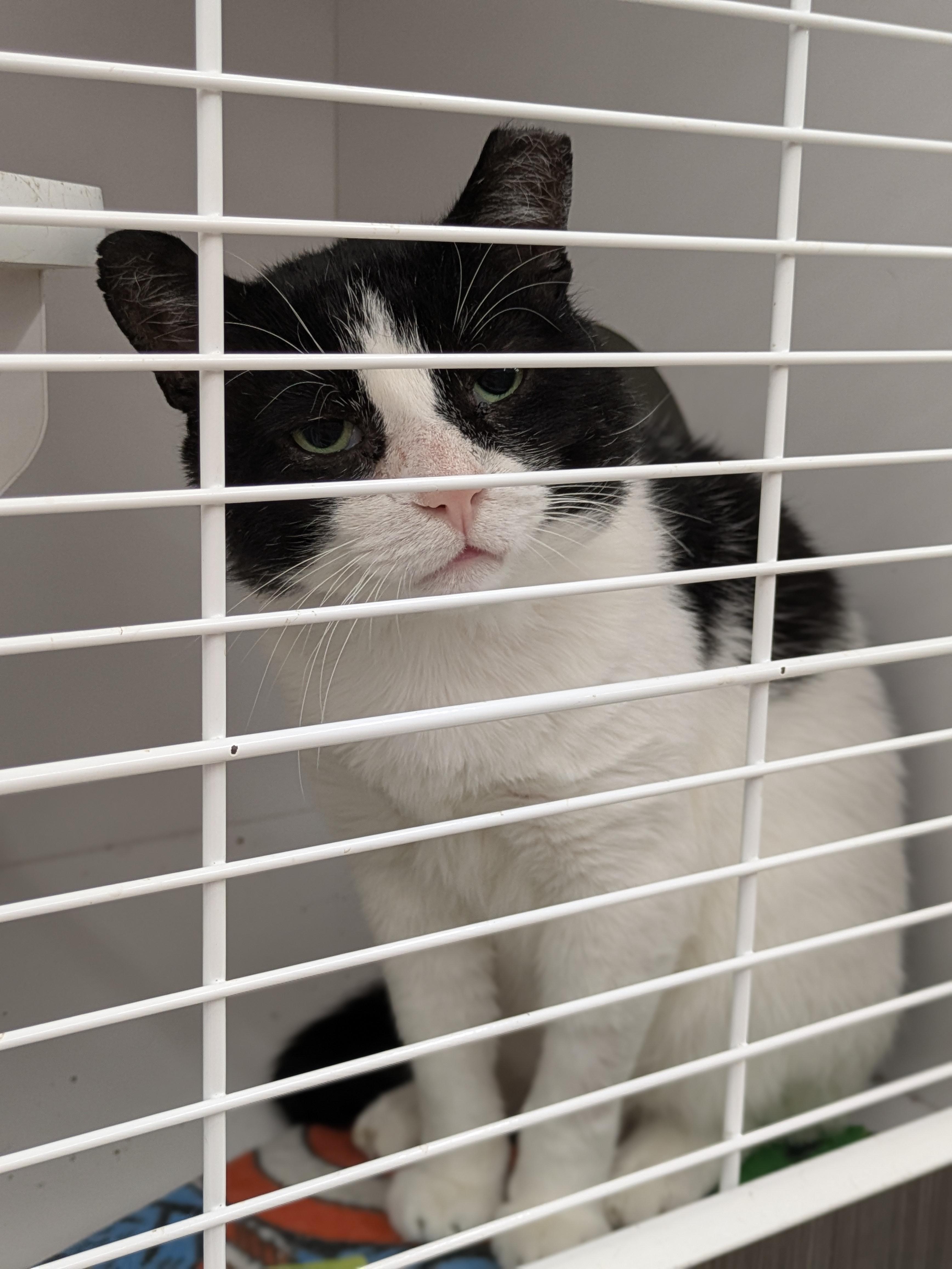 Freddy Purrcury thumbnail 5