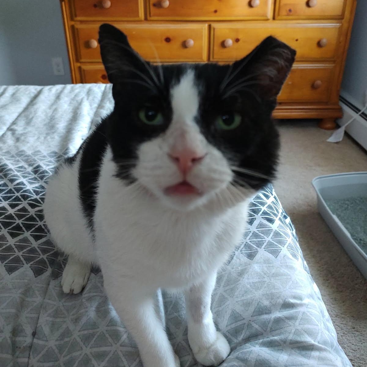 Freddy Purrcury thumbnail 2