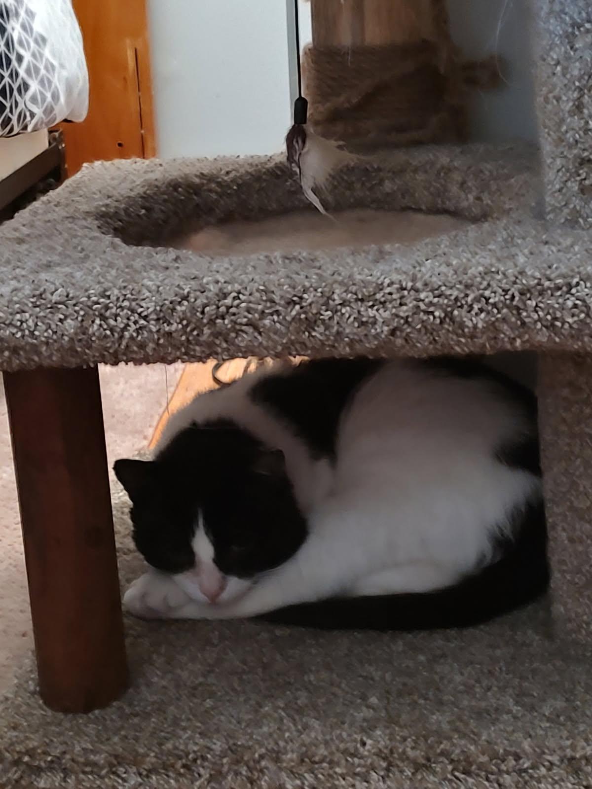 Freddy Purrcury thumbnail 3