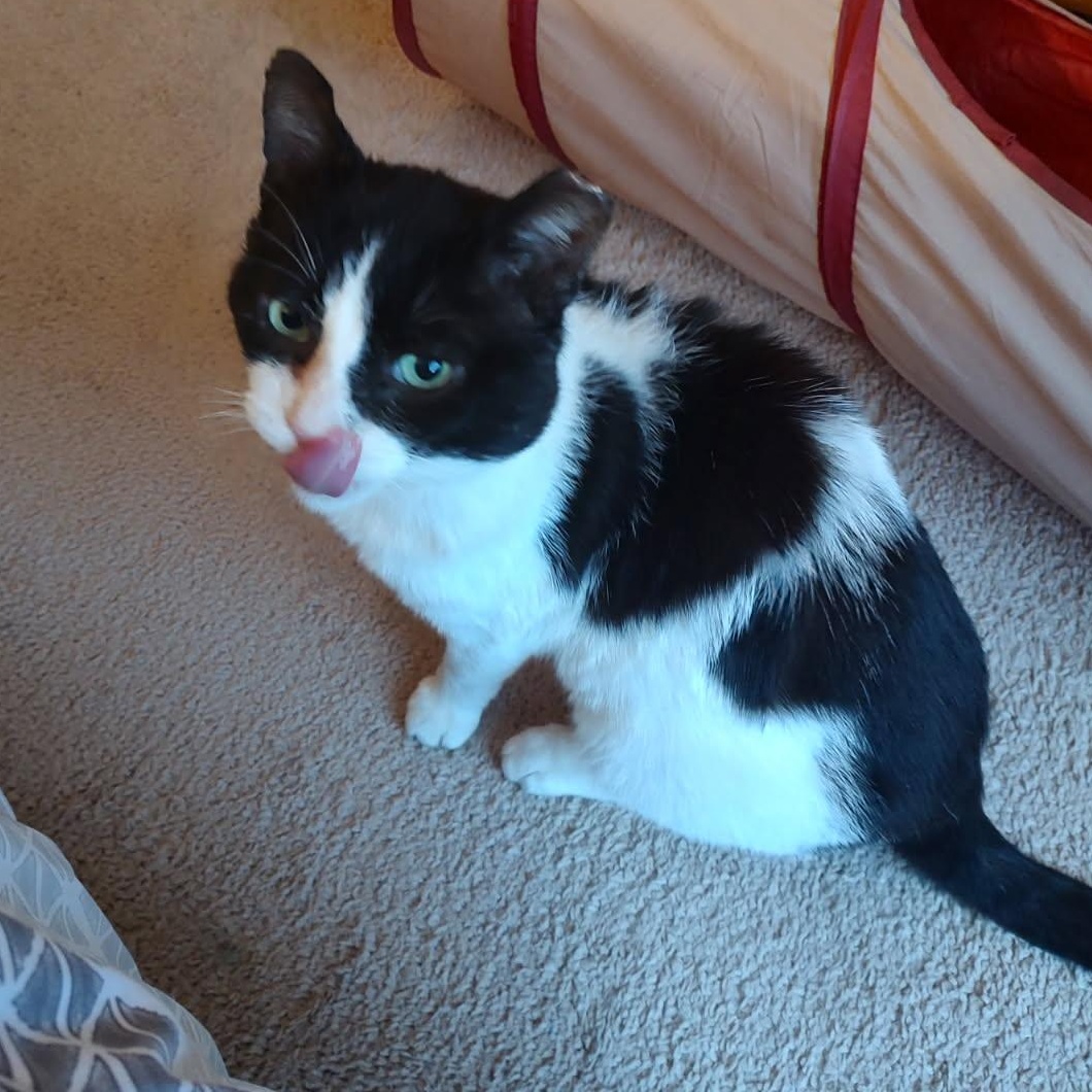 Freddy Purrcury
