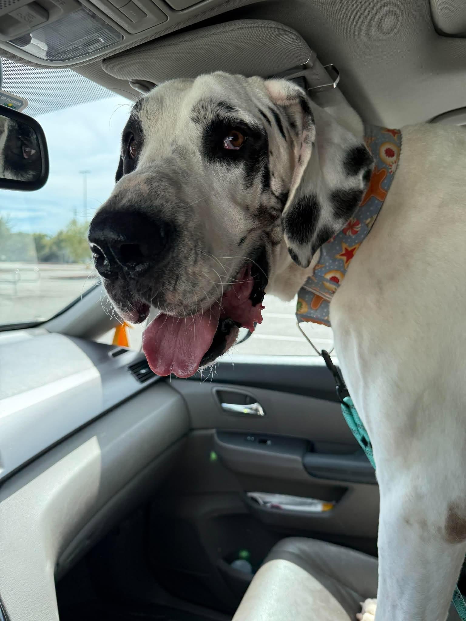 Enlarge Denver, a Adoptable Great Dane in Pensacola, FL image 3/5