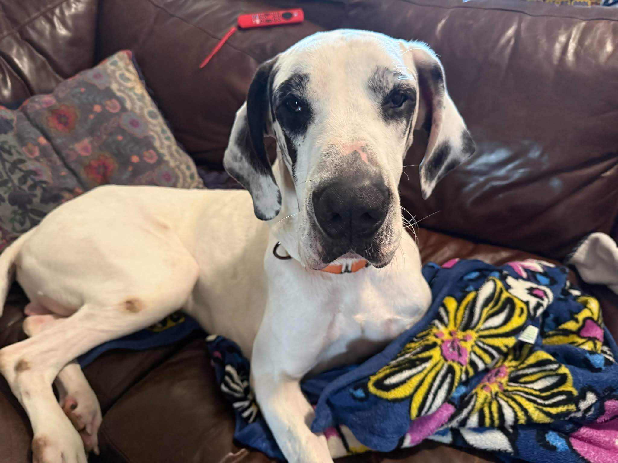Enlarge Denver, a Adoptable Great Dane in Pensacola, FL image 5/5
