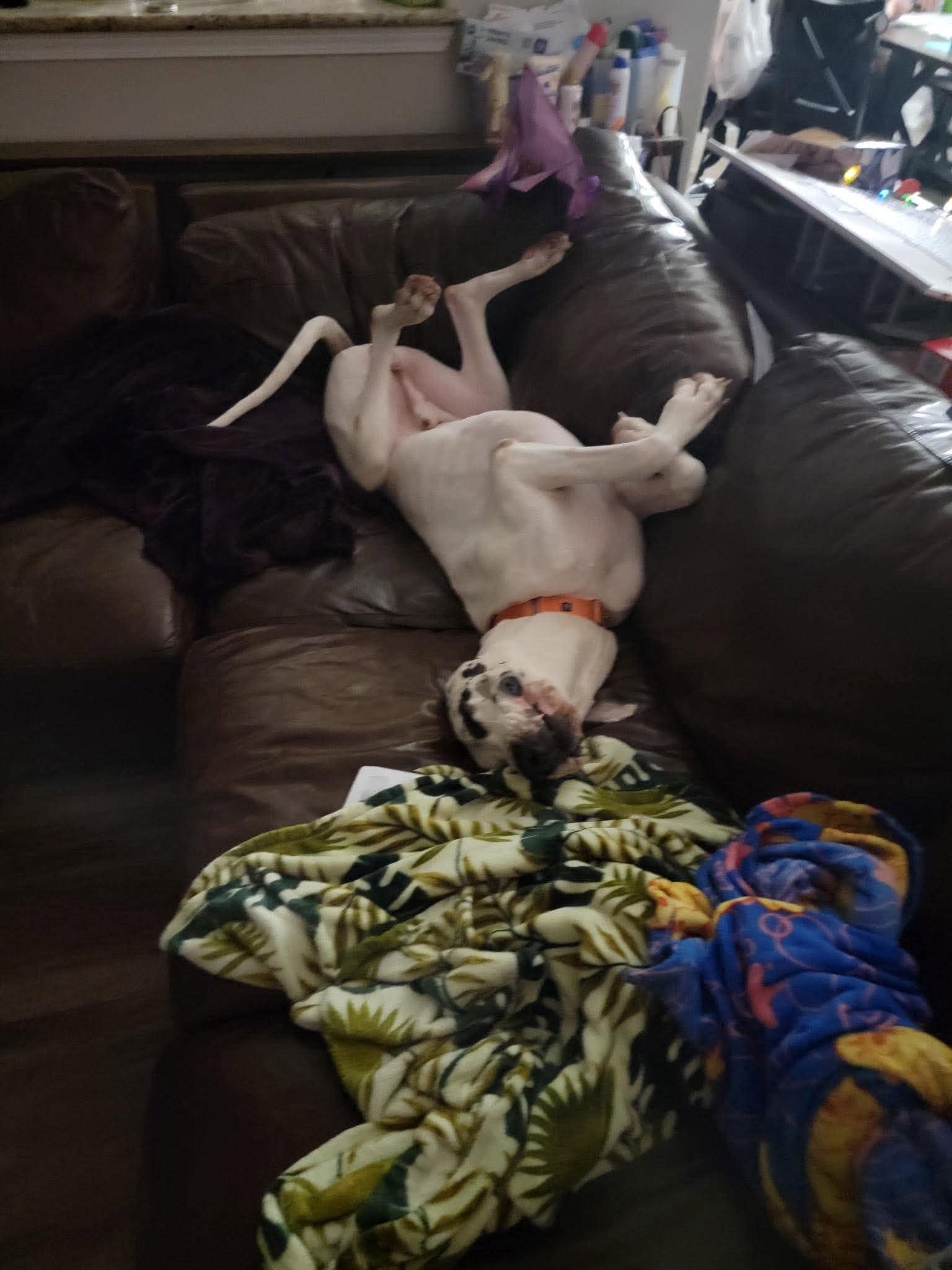Enlarge Denver, a Adoptable Great Dane in Pensacola, FL image 4/5