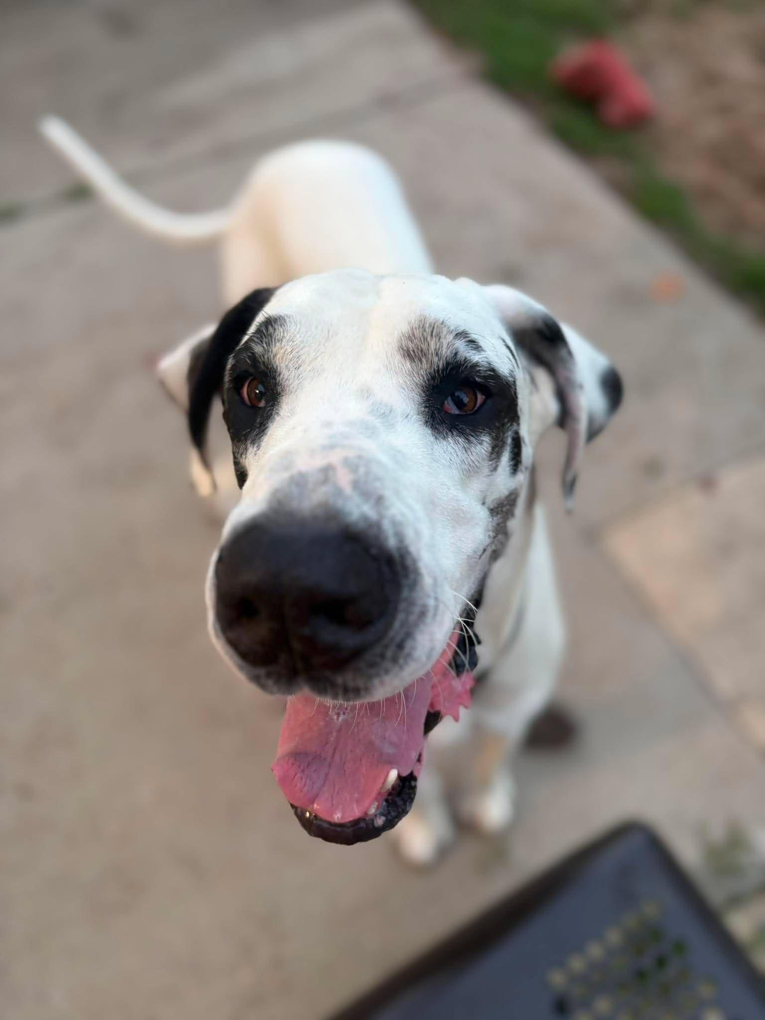 Denver, Adoptable, Adult Male Great Dane.