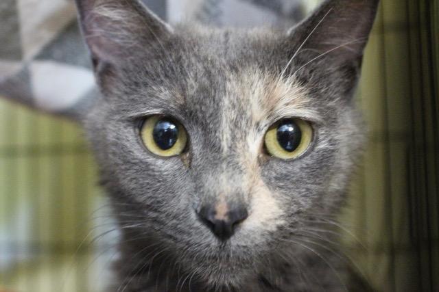 Tilly, Adult Female Dilute Tortoiseshell