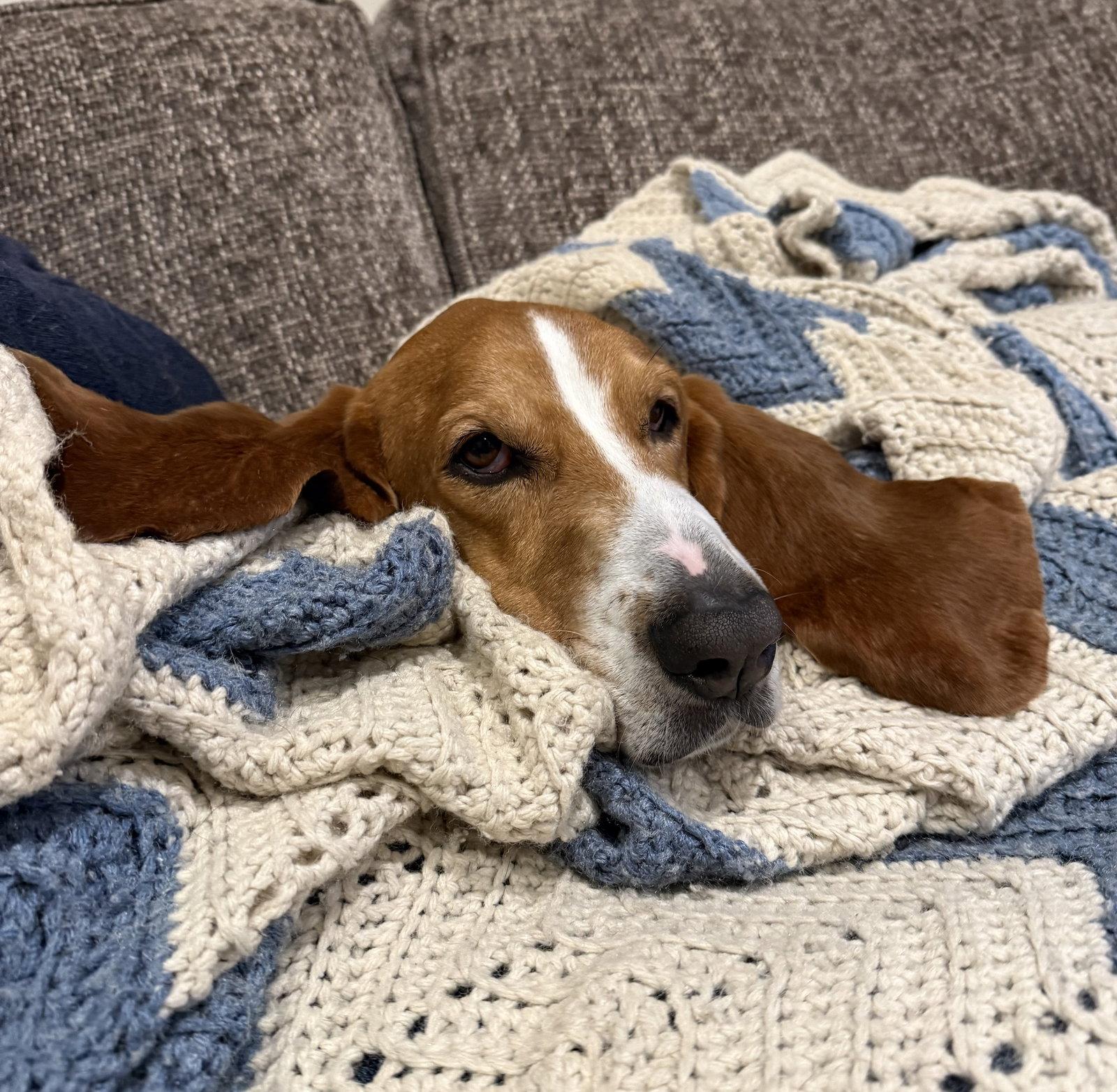 Ulysses, Adopted, Adult Male Basset Hound.