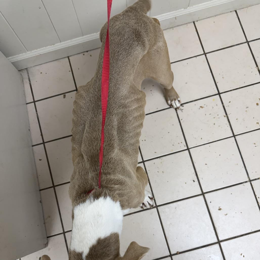 Jones — thumbnail 2