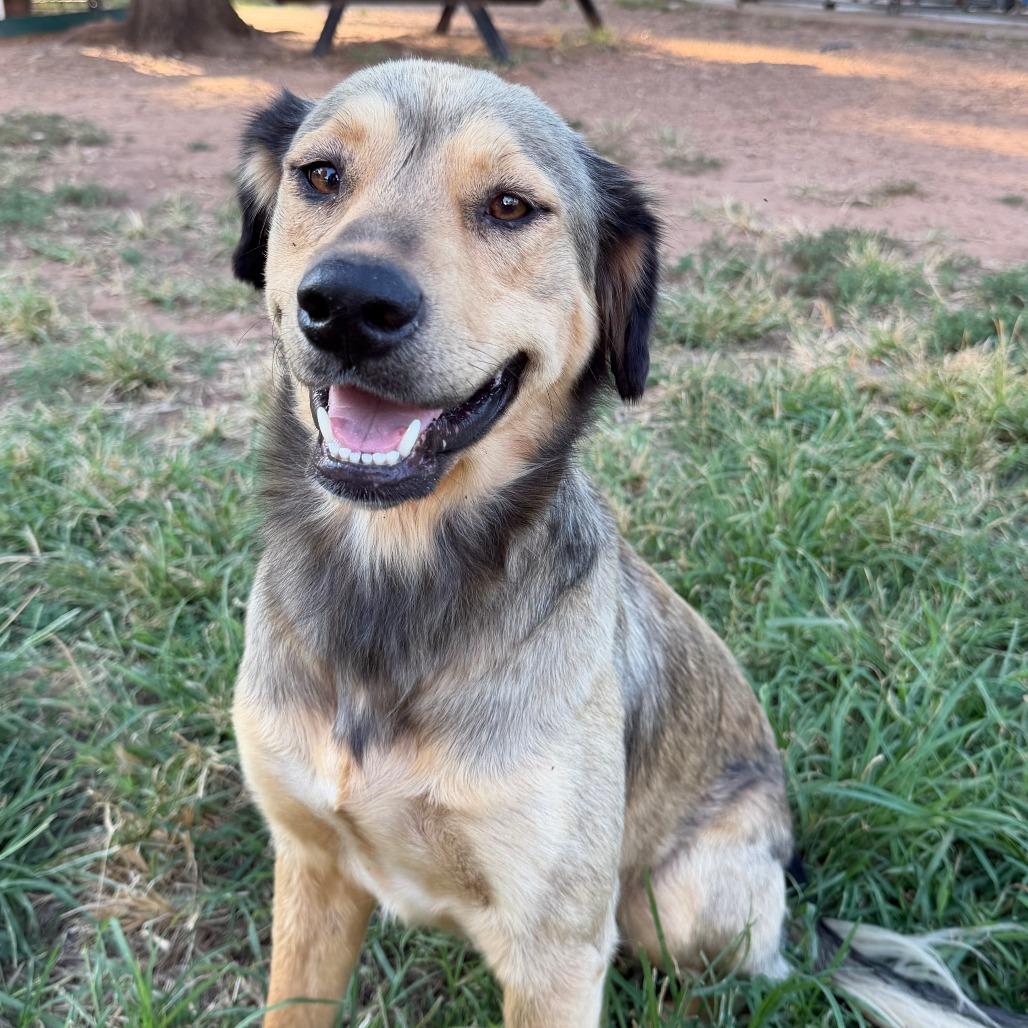 Enlarge Evangeline, a Adoptable mixed breed in Stillwater, OK image 1/1