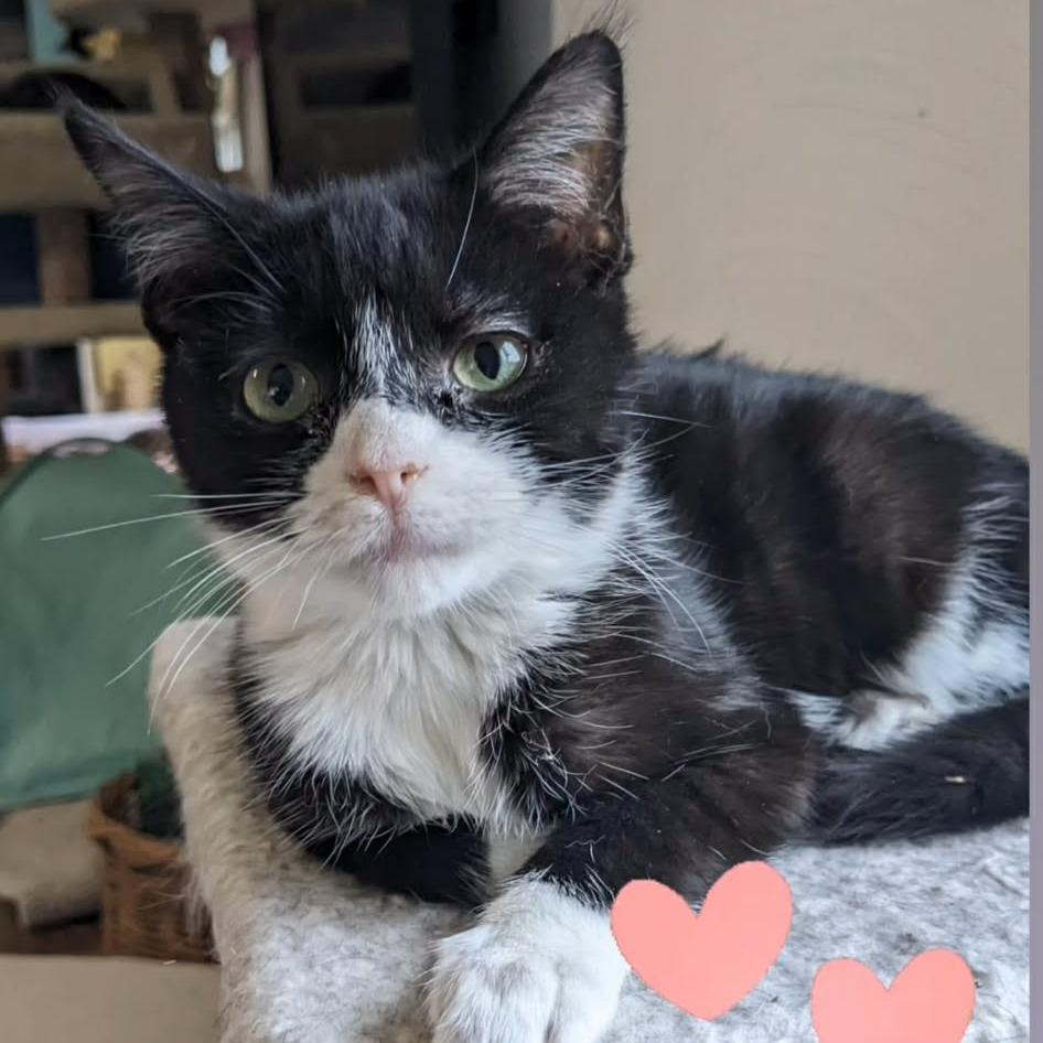 Paprika, Adoptable, Young Female Domestic Short Hair.