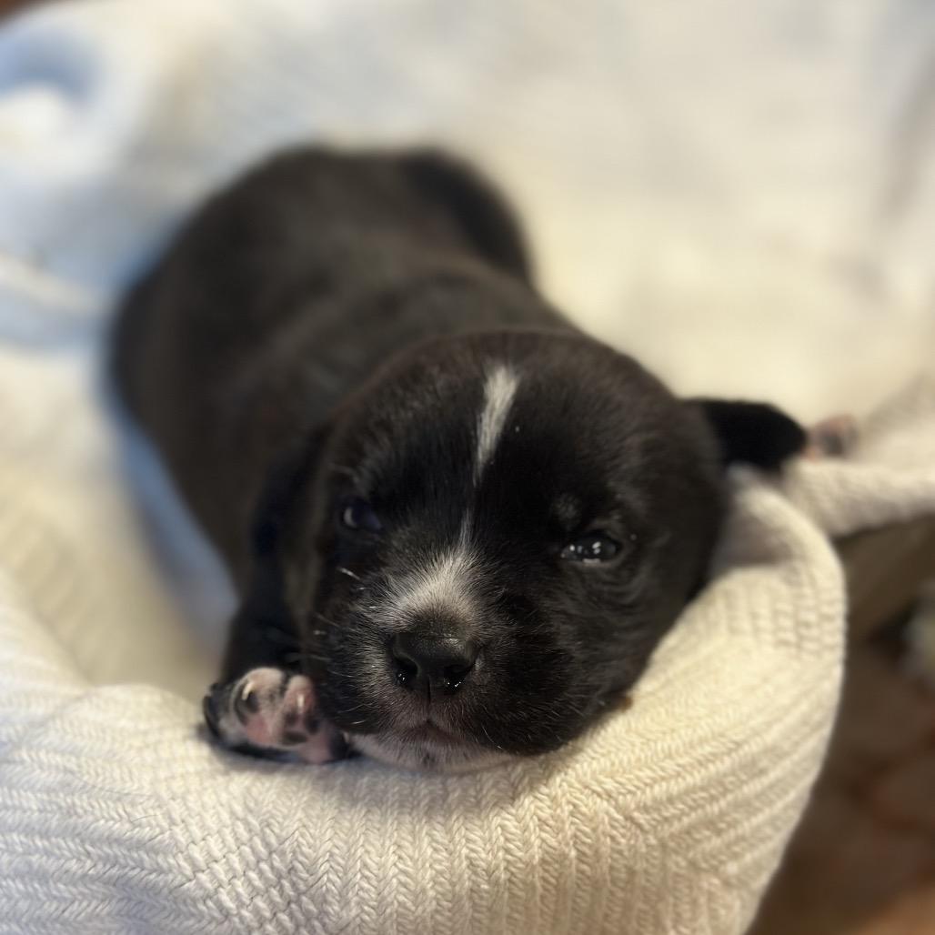 Carl, Adoptable, Puppy Male Husky & Labrador Retriever.
