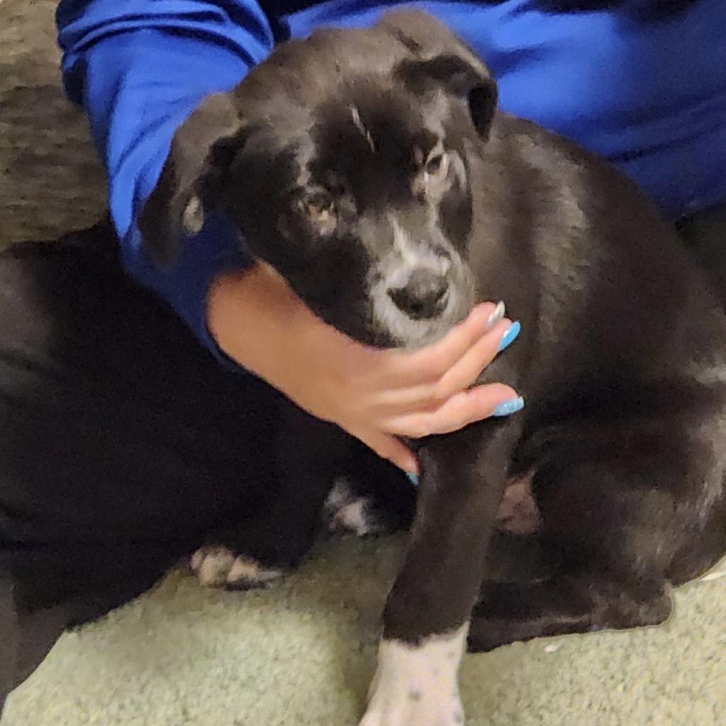 Enlarge Carl, a Adoptable mixed breed in Wadena, MN image 2/6