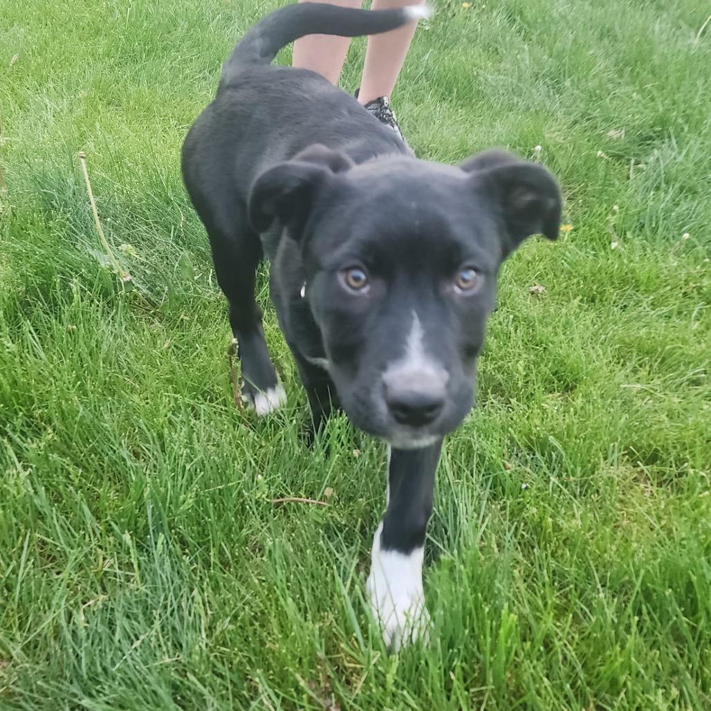 Enlarge Carl, a Adoptable mixed breed in Wadena, MN image 3/6
