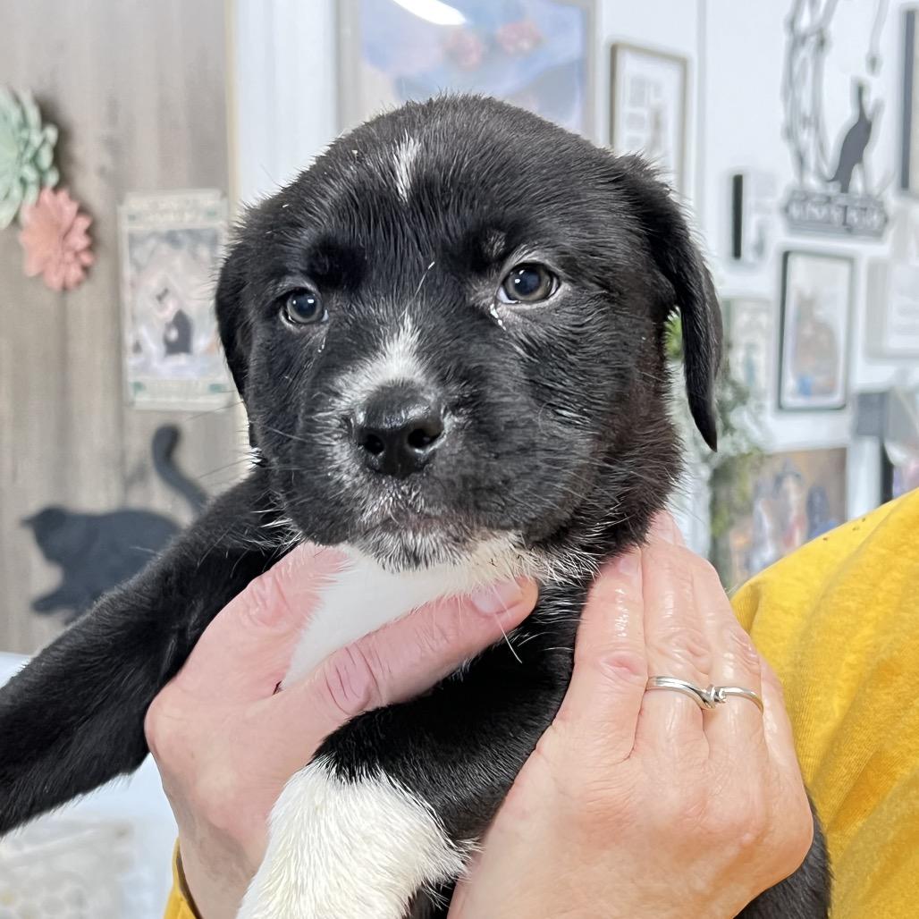 Enlarge Carl, a Adoptable mixed breed in Wadena, MN image 4/6