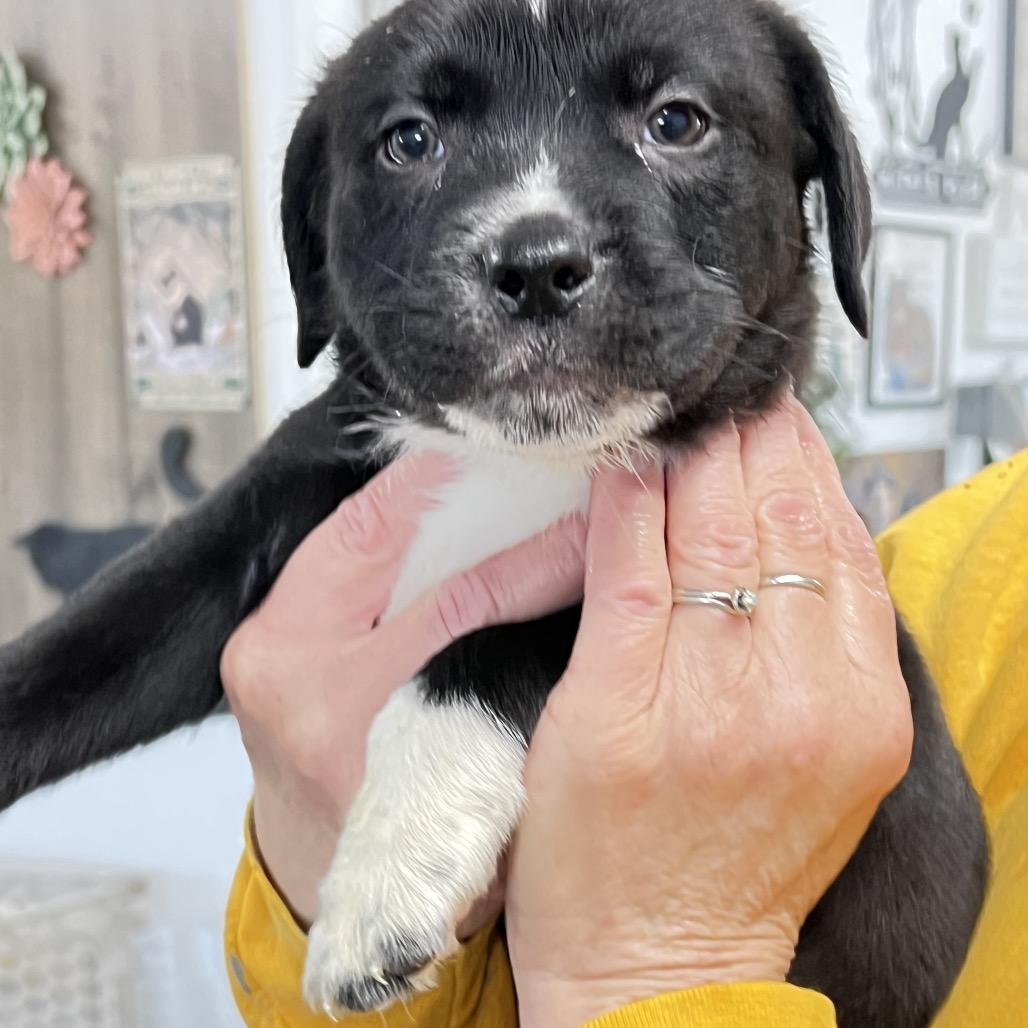 Enlarge Carl, a Adoptable mixed breed in Wadena, MN image 5/6