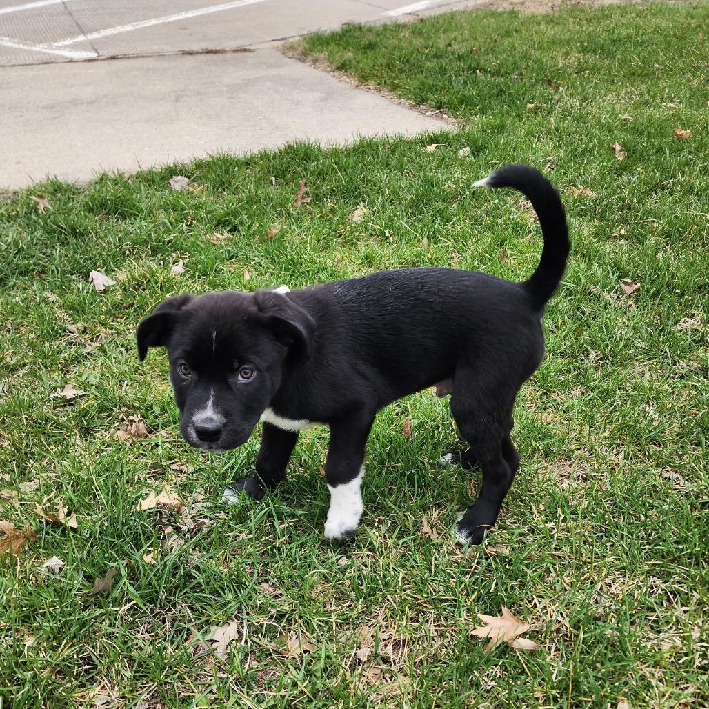 Enlarge Carl, a Adoptable mixed breed in Wadena, MN image 6/6