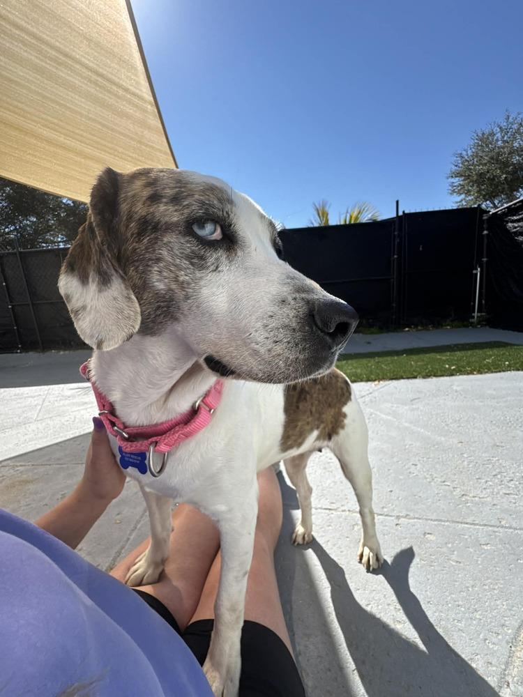 Mackenzie, Adoptable, Young Female Hound & Pointer.