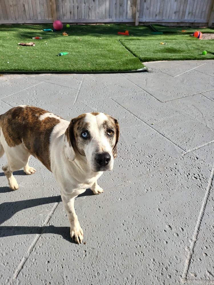 Enlarge Mackenzie, a Adoptable mixed breed in Seminole, FL image 2/3