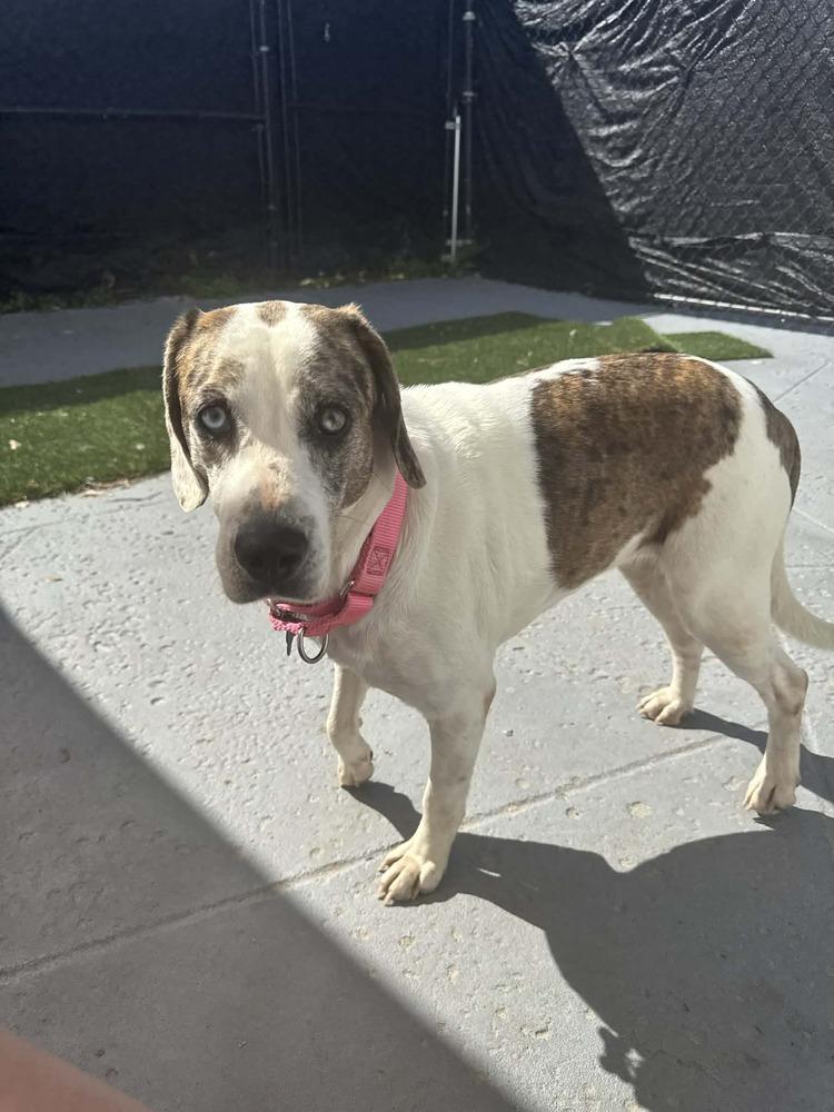 Enlarge Mackenzie, a Adoptable mixed breed in Seminole, FL image 3/3