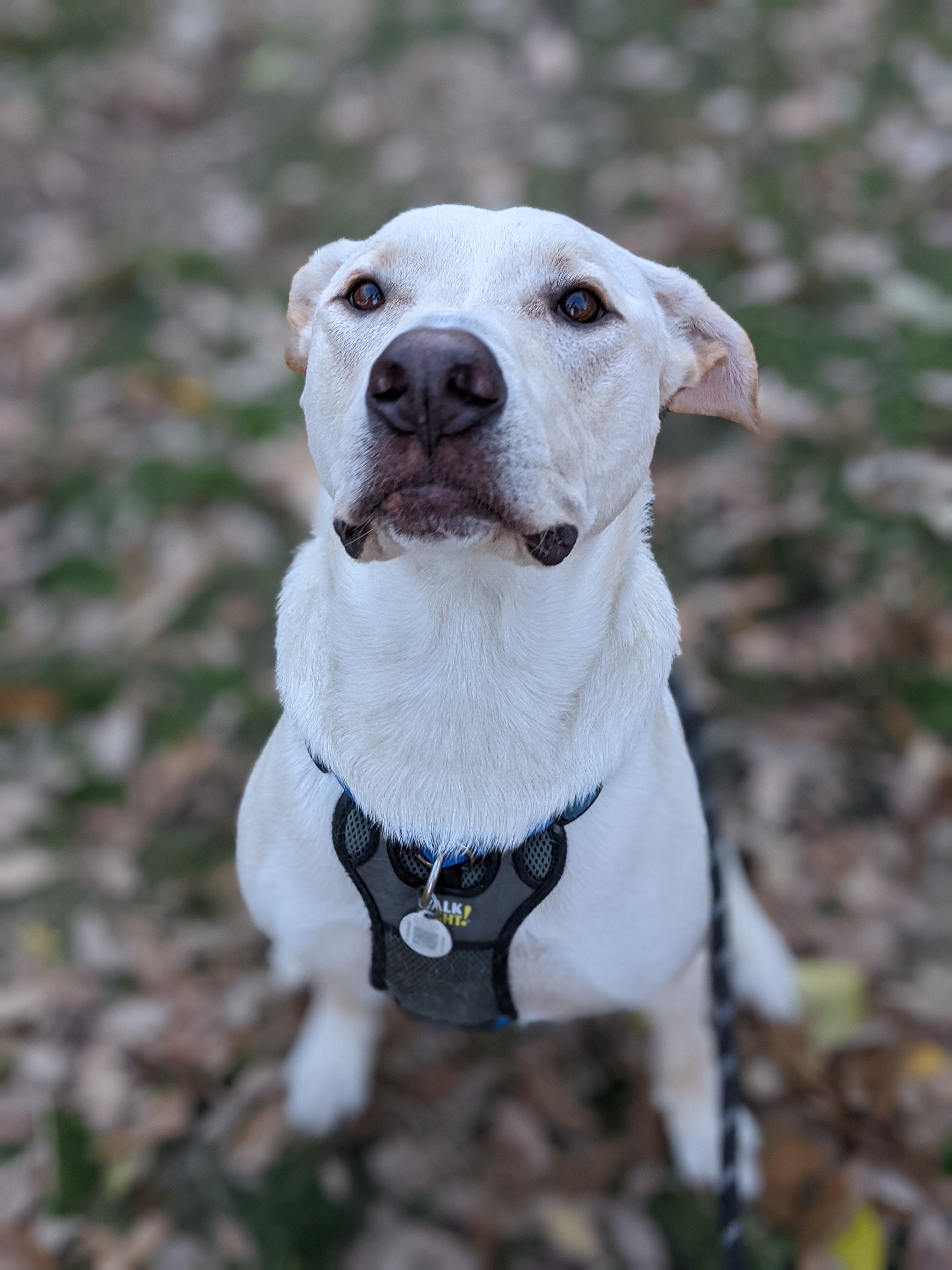 Mallard, a Adoptable Labrador Retriever in Weybridge, VT image 5/6