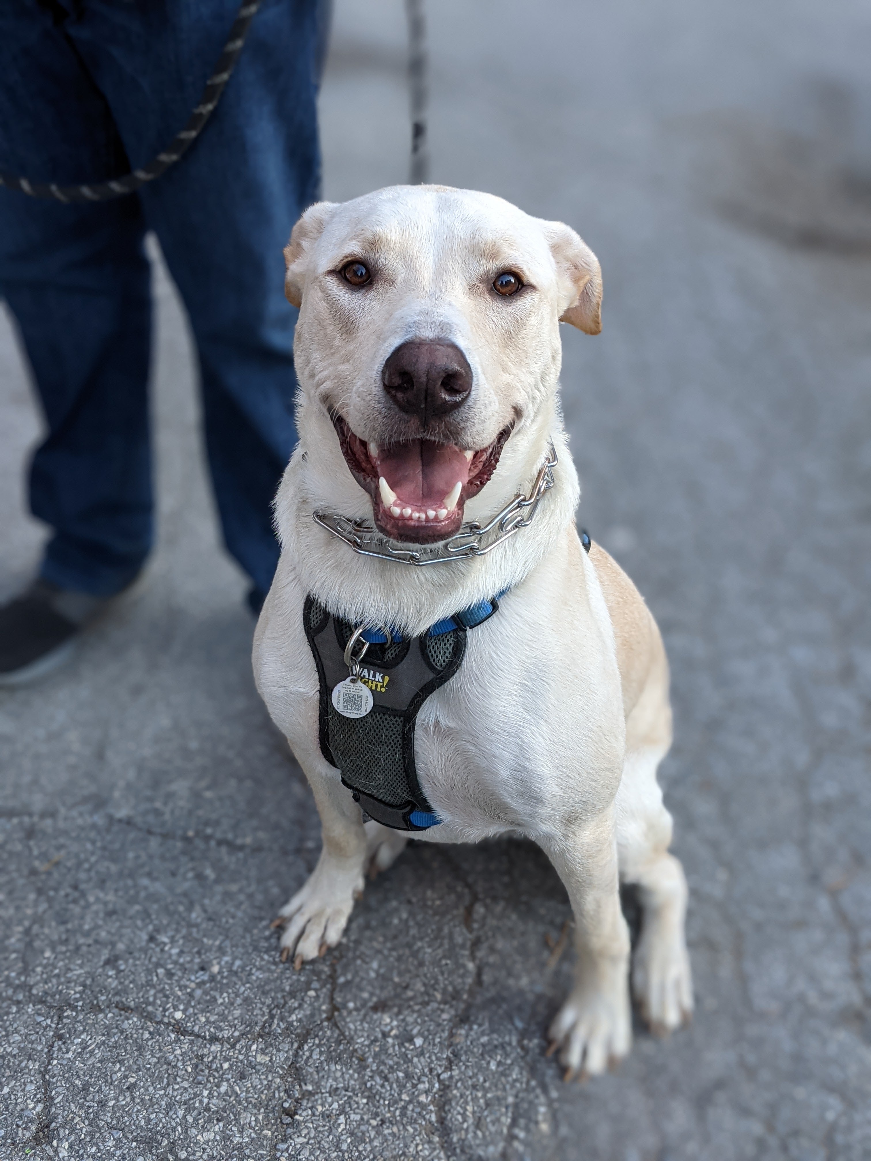 Mallard, a Adoptable Labrador Retriever in Weybridge, VT image 1/6