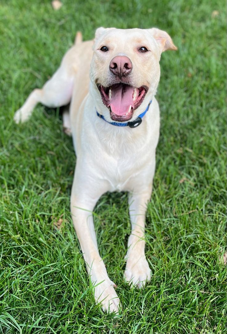 Mallard, a Adoptable Labrador Retriever in Weybridge, VT image 6/6